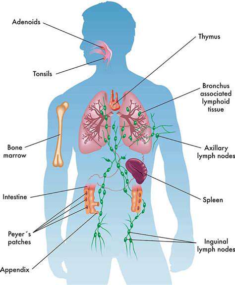 TheImpactontheImmuneSystem:AWeakenedDefenseAgainstIllness