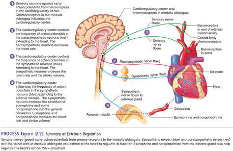 TheRoleofLifestyleFactorsinHeartRateRegulation
